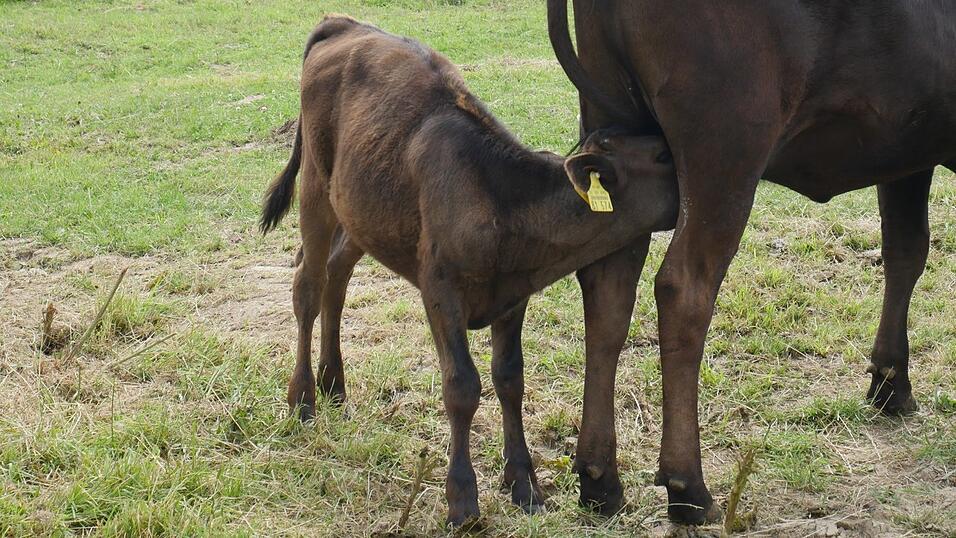 Sein neuestes Projekt: Wagyu-Rinder. Sein neuestes Projekt: Wagyu-Rinder.