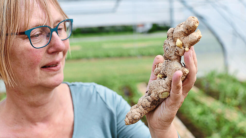 Birgit Rascher steht mit einer Ingwerknolle aus der Vorjahresernte in einem Folientunnel-Gewächshaus der LWG. Birgit Rascher steht mit einer Ingwerknolle aus der Vorjahresernte in einem Folientunnel-Gewächshaus der LWG.
