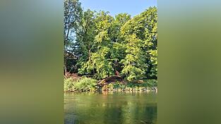 Ein umgeknickter Baum ist von der anderen Uferseite zu sehen.