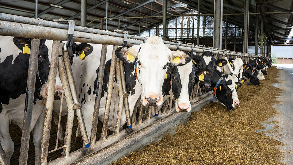 Wir haben bei Landwirten in der Region nachgefragt, ob sie von den gestiegenen Preisen für Milchprodukte profitieren. (Symbolbild) Wir haben bei Landwirten in der Region nachgefragt, ob sie von den gestiegenen Preisen für Milchprodukte profitieren. (Symbolbild)