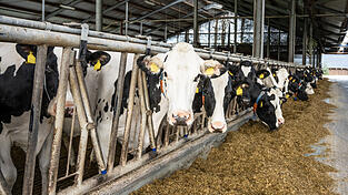 Wir haben bei Landwirten in der Region nachgefragt, ob sie von den gestiegenen Preisen für Milchprodukte profitieren. (Symbolbild) Wir haben bei Landwirten in der Region nachgefragt, ob sie von den gestiegenen Preisen für Milchprodukte profitieren. (Symbolbild)