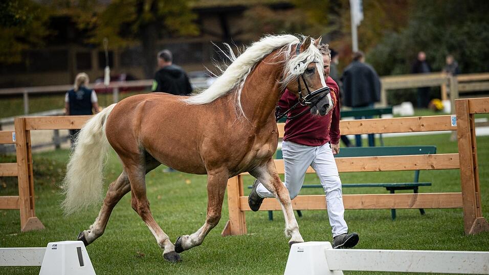 Takt und Schwung zeichnen den Trab aus. Raumgreifend und mit edler Aufrichtung zeigt Starino II seine Eleganz. Takt und Schwung zeichnen den Trab aus. Raumgreifend und mit edler Aufrichtung zeigt Starino II seine Eleganz.
