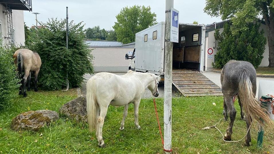 Pferde auf der Wiese vor der Grenzpolizeiinspektion Passau. Pferde auf der Wiese vor der Grenzpolizeiinspektion Passau.