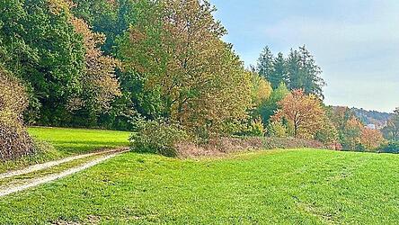 Die Leiche wurde in einem Waldstück zwischen Wodsteg und Stausee von einem Spaziergänger entdeckt.