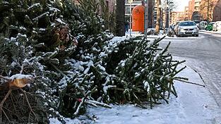 Die Christb&auml;ume waren jeweils mit vier Euro als Spende f&uuml;r die Pfadfinder best&uuml;ckt. (Symbolbild)