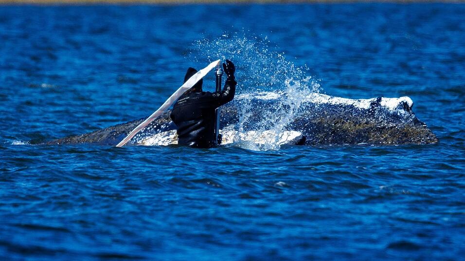 Helfer bem&uuml;hen sich, den festsitzenden Buckelwal vor Poel freizusp&uuml;len.