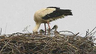 Auf dem Herold-Kamin werden derzeit drei Jungst&ouml;rche gro&szlig;gezogen.