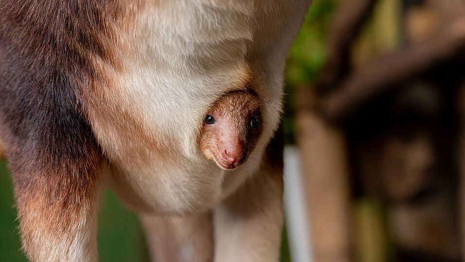 Geboren wurde das Tierchen schon vor einigen Monaten, aus dem Beutel gewagt hat sich das kleine K&auml;nguru jedoch erst jetzt.