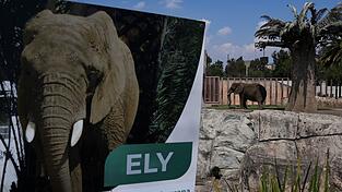 Die Elefantin Ely soll in Zukunft ein besseres Leben führen - wenn auch weiterhin im Zoo. (Archivbild)