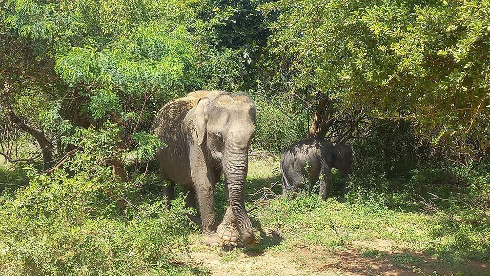 Fotos von Katis Safari im Yala-Nationalpark. Dabei sah die Weltreisende viele wilde Tiere, war aber von vielen anderen Fahrzeugen umgeben.