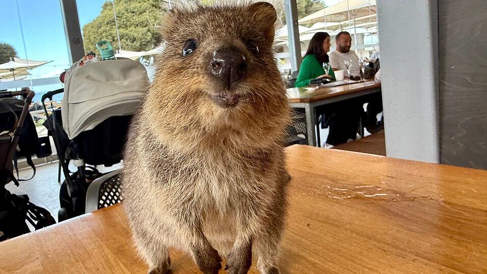 Quokkas gelten wegen ihres «Lächelns» als die glücklichsten Tiere der Welt.