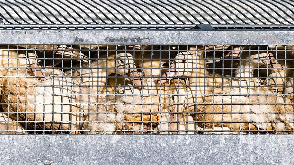 Schon mehr als eine halbe Million Enten, Gänse, Puten und Hühner wurden getötet, nachdem in den jeweiligen Beständen die Geflügelpest festgestellt worden war. (Illustration). Schon mehr als eine halbe Million Enten, Gänse, Puten und Hühner wurden getötet, nachdem in den jeweiligen Beständen die Geflügelpest festgestellt worden war. (Illustration).