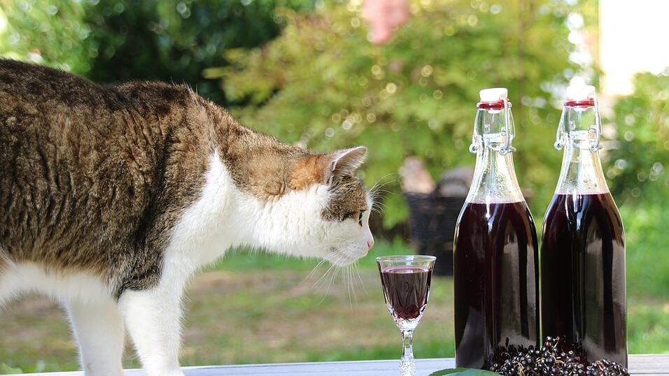 Eine Katze schnuppert an dem fertigen Hollerlikör.