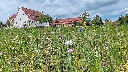 Keine für die meisten passable Lösung findet der Trainer Gemeinderat für sein Idyll in der Ortsmitte.