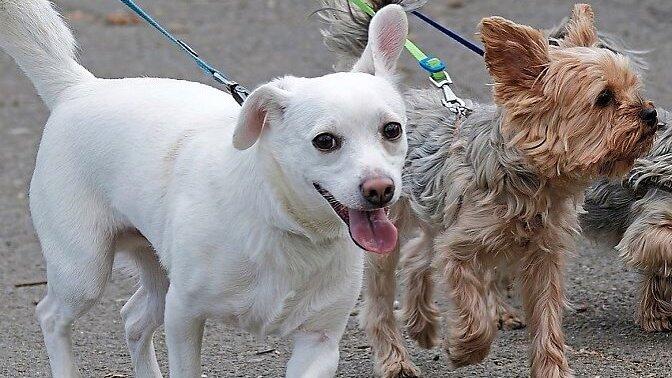 Wenn Bello Gassi geht, sollte Herrchen einen Beutel für den Hundekot bei sich haben und diesen bestenfalls nicht an Ort und Stelle einfach wegwerfen.