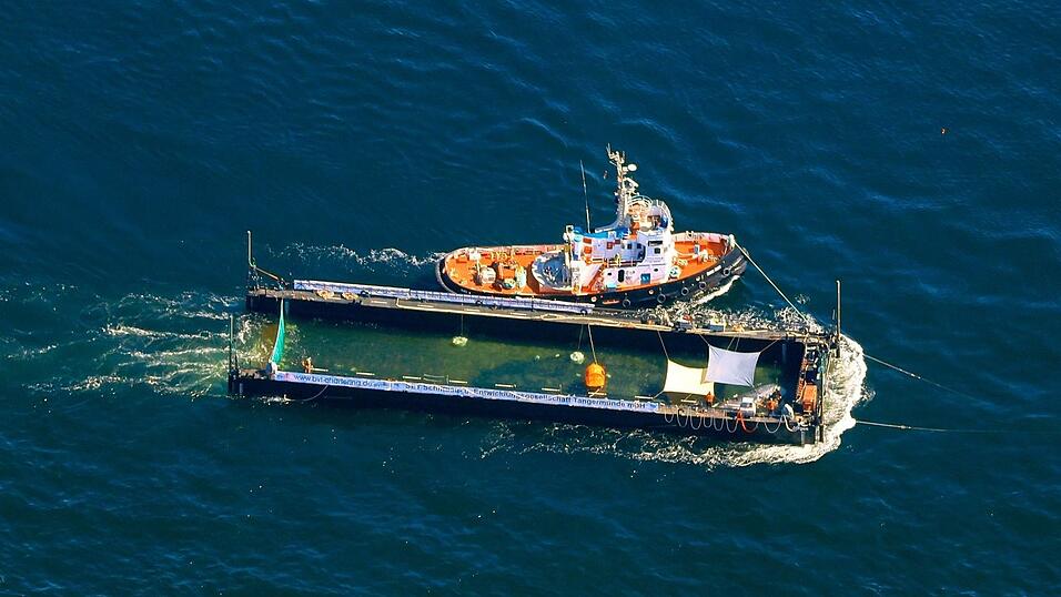 Der Buckelwal wurde in einer sogenannten Barge transportiert. Der Buckelwal wurde in einer sogenannten Barge transportiert.