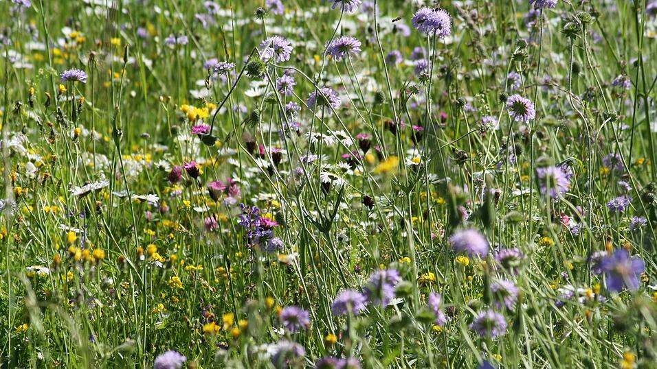 Durch best&auml;ndige Pflege entwickeln sich neu angelegte Blumenwiesen &uuml;ber die Jahre zu arten- und bl&uuml;tenreichen Pflanzengesellschaften, zur Freude von Mensch und Natur.