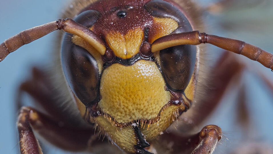 Hornissen haben eine deutliche Rotf&auml;rbung am K&ouml;rper und am Kopf. Die Frontplatte zwischen den Augen ist ungefleckt gelb.