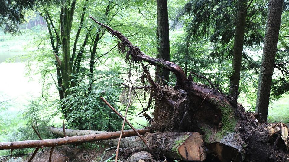 Der Baum von oben
