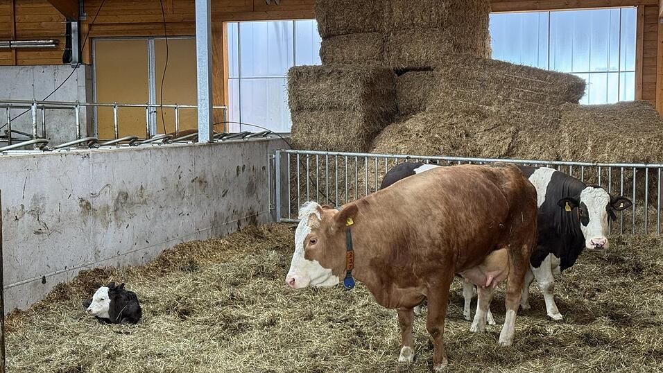 Im Laufstall gibt es einen abgetrennten Mutter-Kalb-Bereich. Im Laufstall gibt es einen abgetrennten Mutter-Kalb-Bereich.