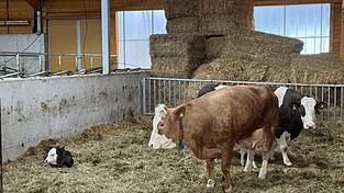 Im Laufstall gibt es einen abgetrennten Mutter-Kalb-Bereich. Im Laufstall gibt es einen abgetrennten Mutter-Kalb-Bereich.