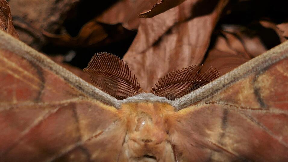 Die auff&auml;llig gefiederten F&uuml;hler dienen dem M&auml;nnchen bei der Suche nach einem Weibchen.