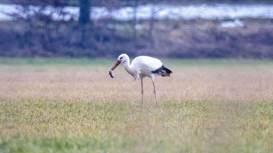 Solange es genug zu Fressen gibt, bleiben St&ouml;rche den Winter &uuml;ber auch in Deutschland. (Archivbild)