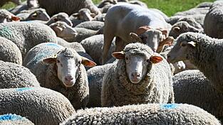 Rund 20 Tiere brechen aus ihrem Gehege aus. (Symbolbild)