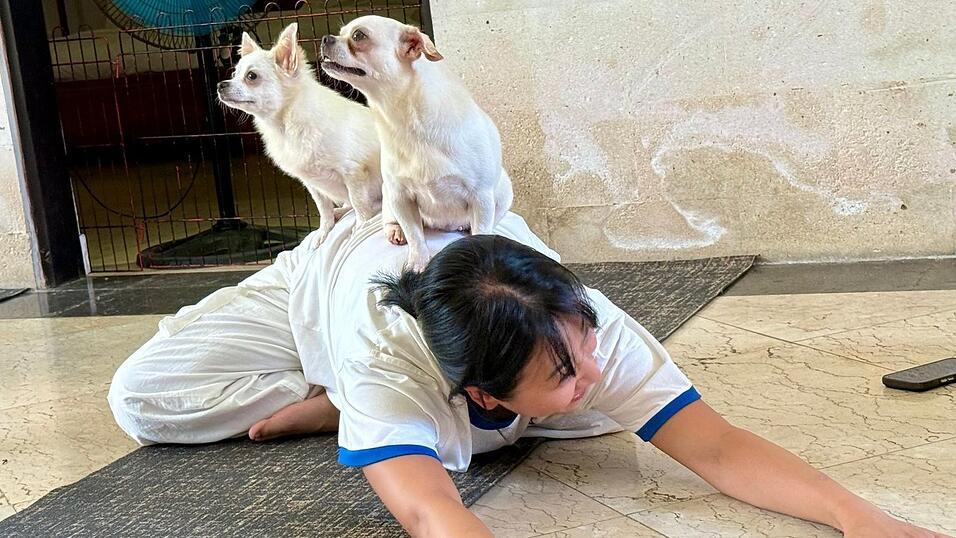 Fast sieht es aus, als h&auml;tten die kleinen Hunde selbst eine Yogapose eingenommen.
