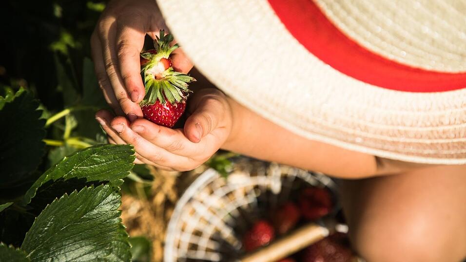 Ein Tag auf dem Erdbeerfeld ist ein riesiger Spaß für die Kleinen. Ein Tag auf dem Erdbeerfeld ist ein riesiger Spaß für die Kleinen.