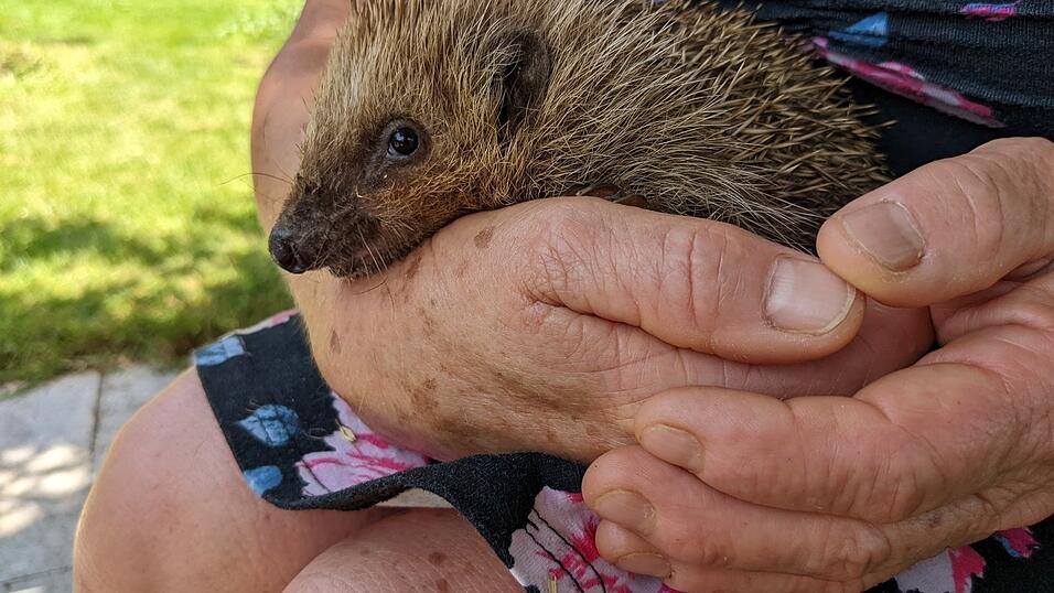 Die Prinarin, ein acht Jahre alter Igel. Die Prinarin, ein acht Jahre alter Igel.
