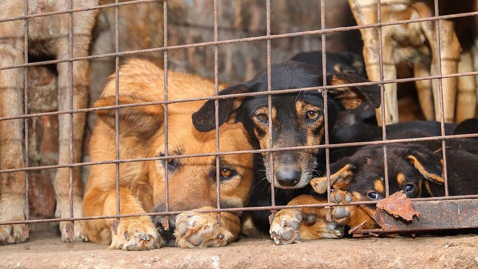 Für inszenierte Rettungsaktionen werden Tiere oft absichtlich misshandelt. Für inszenierte Rettungsaktionen werden Tiere oft absichtlich misshandelt.