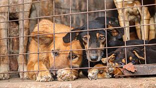 F&uuml;r inszenierte Rettungsaktionen werden Tiere oft absichtlich misshandelt.