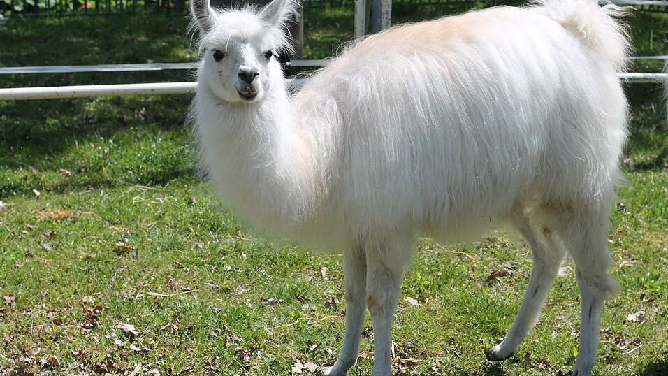 Bis zum 17. Mai gastiert der Circus Krone in Straubing. Wir haben uns angeschaut, wie es hinter den Kulissen aussieht. Bis zum 17. Mai gastiert der Circus Krone in Straubing. Wir haben uns angeschaut, wie es hinter den Kulissen aussieht.