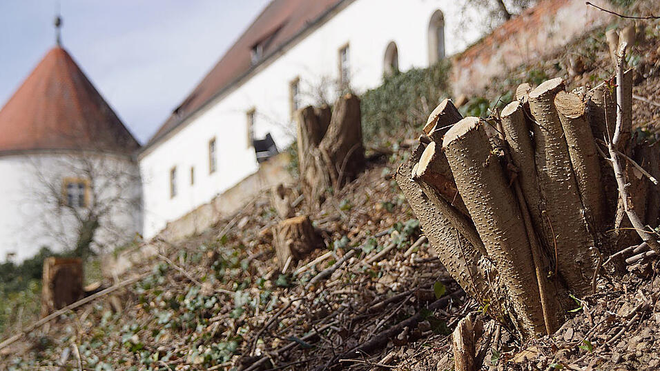 Der s&uuml;dliche Hang des Schlossbergs, wo B&auml;ume und Str&auml;ucher gef&auml;llt wurden.