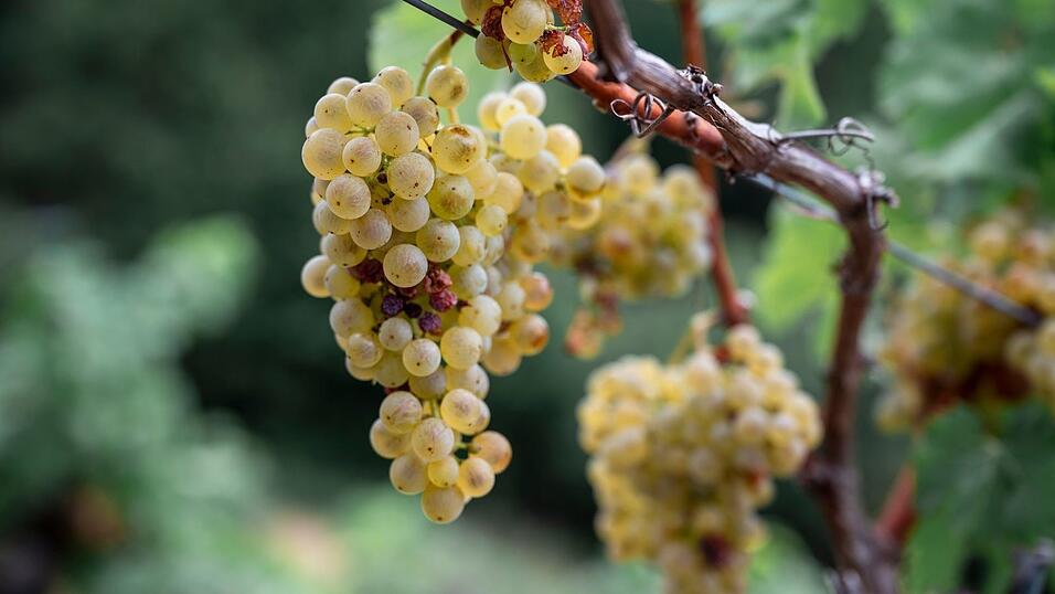 Franken ist laut dem Verband mit gut 6.200 Hektar Rebfläche das größte Weinanbaugebiet in Bayern. Franken ist laut dem Verband mit gut 6.200 Hektar Rebfläche das größte Weinanbaugebiet in Bayern.
