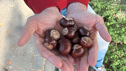 Kastanien sind für Kinder im Herbst wahre Schätze.