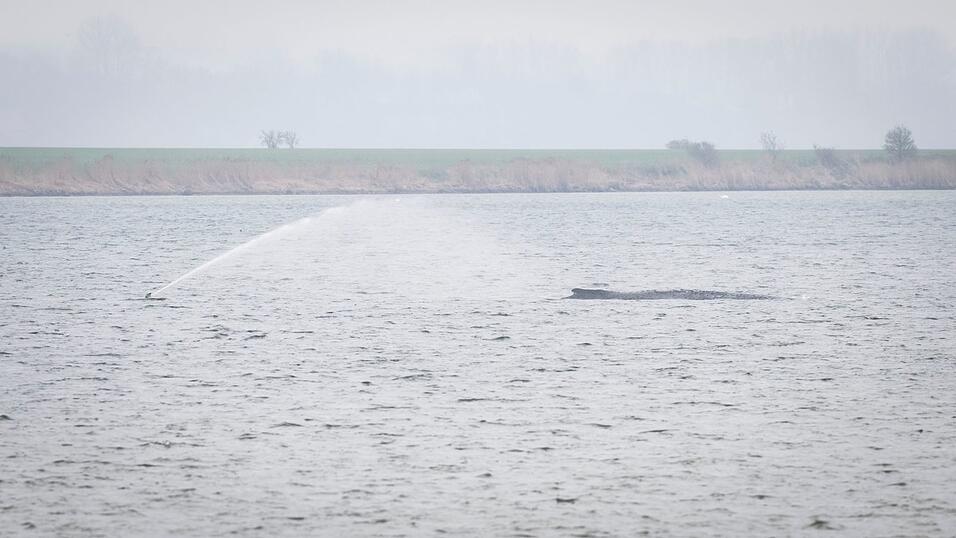 Der Wal liegt seit Tagen vor der Insel Poel. (Archivbild)