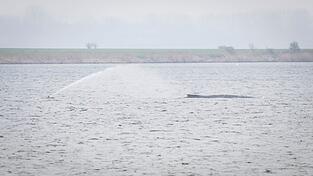 Der Wal liegt seit Tagen vor der Insel Poel. (Archivbild)