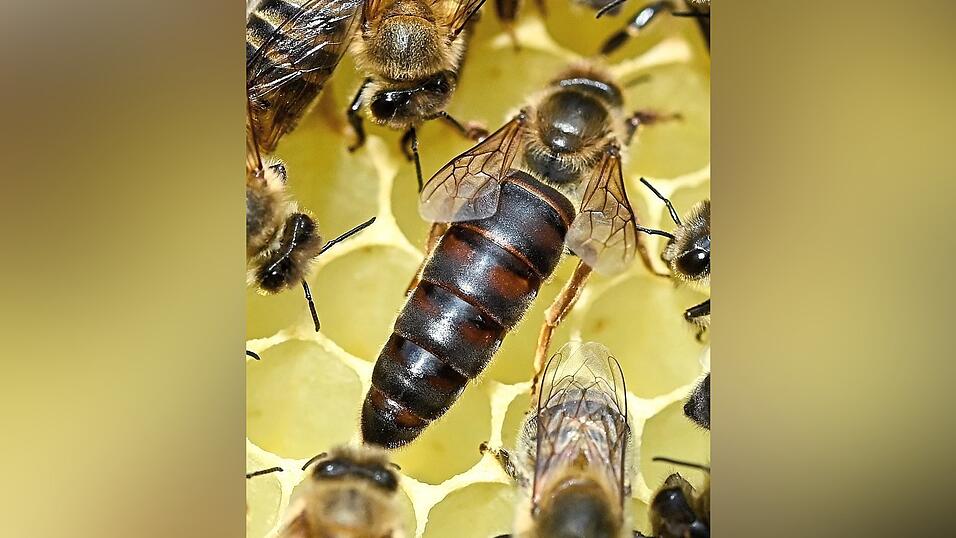 Circa die Hälfte eines Stocks schwärmt immer mit der alten Königin aus. Doch ohne Imker befallen oft Varroa-Milben die Insekten. Circa die Hälfte eines Stocks schwärmt immer mit der alten Königin aus. Doch ohne Imker befallen oft Varroa-Milben die Insekten.
