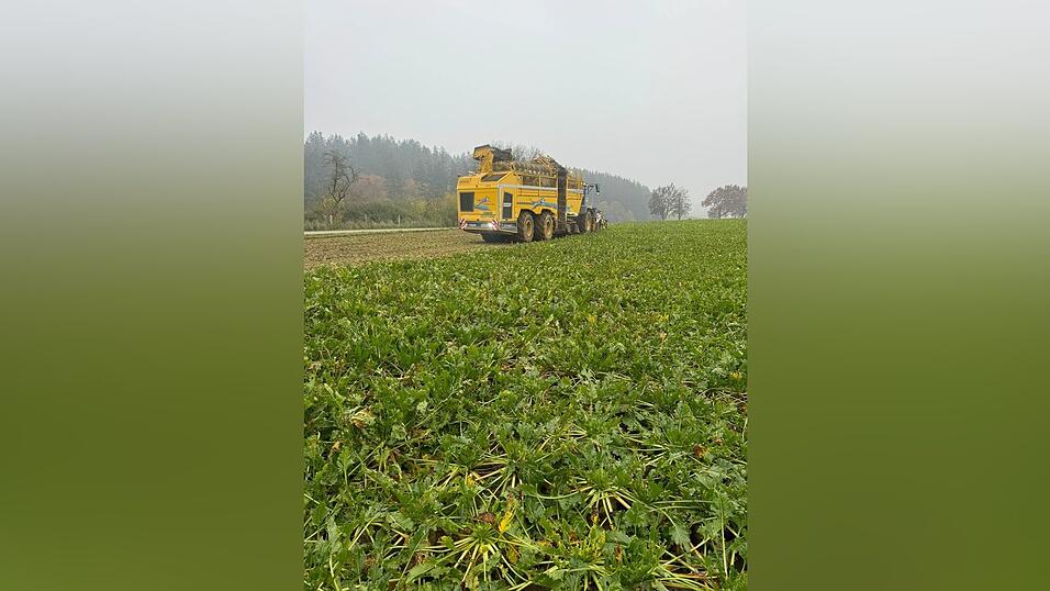 Nicht nur der R&uuml;benanbau ist durch die Zikade gef&auml;hrdet, sie bef&auml;llt auch Kartoffeln, Rote Bete oder Karotten, so dass die regionale Versorgung mit wichtigen Gem&uuml;sen m&ouml;glicherweise nicht mehr sichergestellt werden kann.
