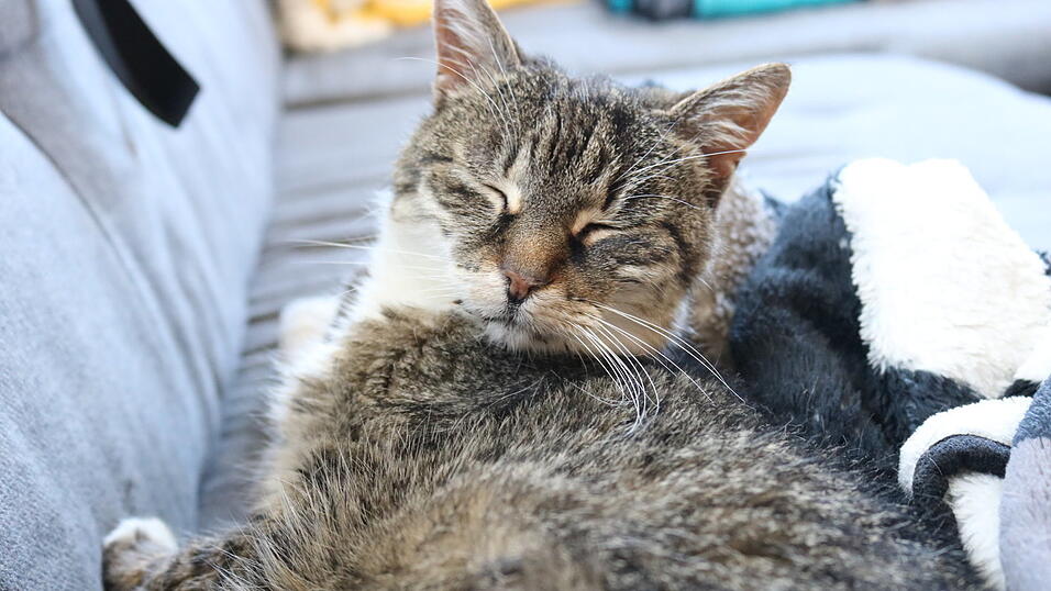 Für das Foto muss Minka ihren Vormittagsschlaf unterbrechen - und schaut deshalb, wenn sie die Augen öffnet, auch etwas grantig in die Kamera der Fremden. Hier aber zeigt sie sich von ihrer besten Seite.