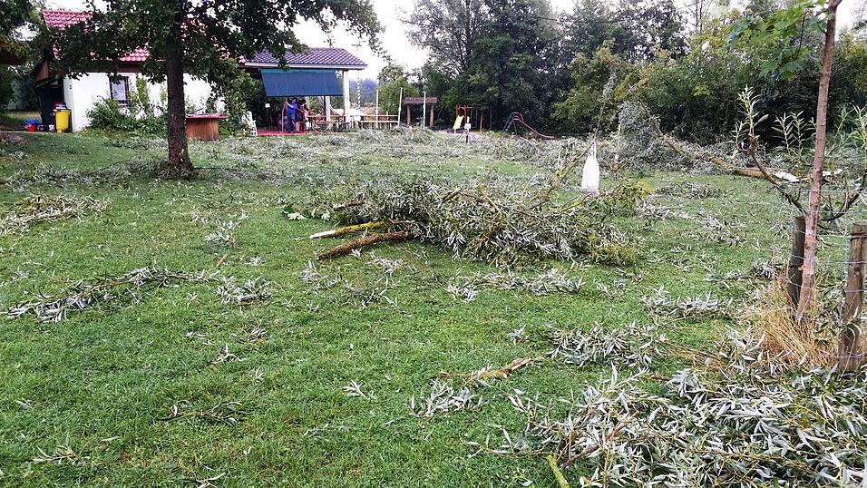 Baumsch&auml;den am Roither See.