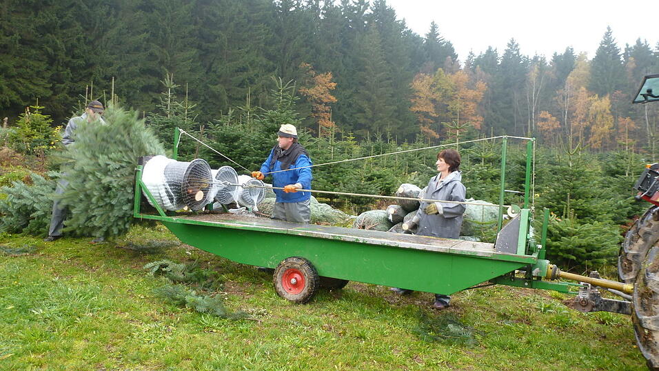 Für ihre Reise werden die Bäume in Netze verpackt. (Foto: privat) Für ihre Reise werden die Bäume in Netze verpackt. (Foto: privat)