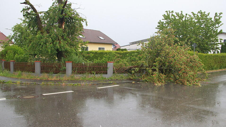 Dieser Baum in Kirchroth riss auch den Zaun mit.