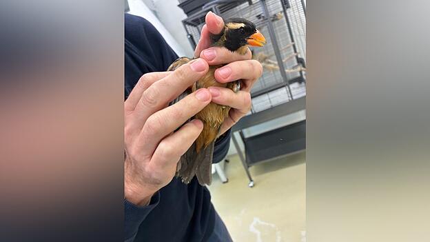 Insgesamt wurden sieben Singvögel im Gepäck der Reisenden entdeckt.