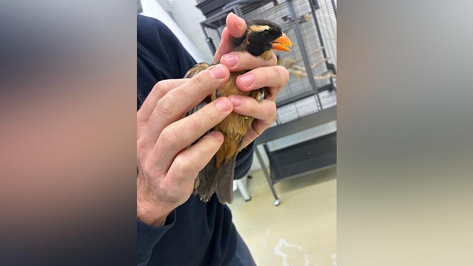 Insgesamt wurden sieben Singvögel im Gepäck der Reisenden entdeckt. Insgesamt wurden sieben Singvögel im Gepäck der Reisenden entdeckt.