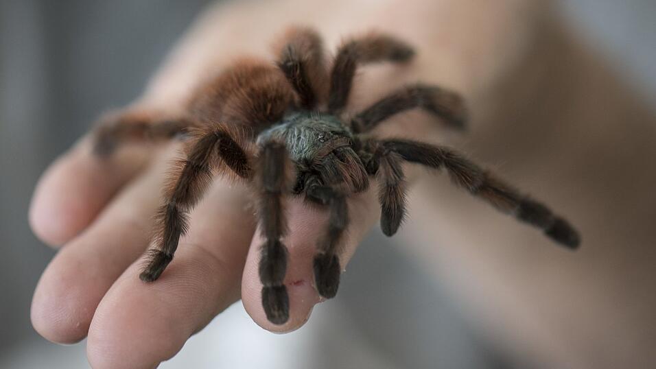 Eine Vogelspinne auf der Hand ... f&uuml;r viele Menschen absolut undenkbar. Andere bekommen bereits G&auml;nsehaut, wenn sie sich mit einem solchen Tier in einem Raum befinden oder nur dieses Bild sehen.