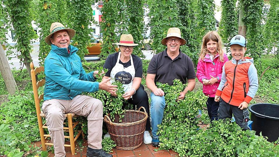 Am städtischen Hopfengarten auf dem Griesplatz legen die drei Bürgermeister persönlich Hand an, um die Dolden zu ernten. Am städtischen Hopfengarten auf dem Griesplatz legen die drei Bürgermeister persönlich Hand an, um die Dolden zu ernten.