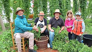 Am städtischen Hopfengarten auf dem Griesplatz legen die drei Bürgermeister persönlich Hand an, um die Dolden zu ernten.